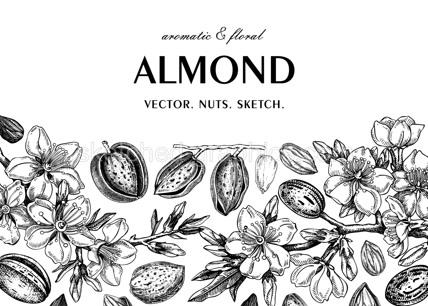 Almond banner design. Spring background. Blooming  branches, nuts, flower sketches. Healthy food hand-drawn illustration of almond nuts. NOT AI generated Illustration